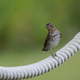 A Swainson’s thrush
